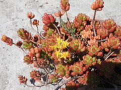 Sedum × rubrotinctum