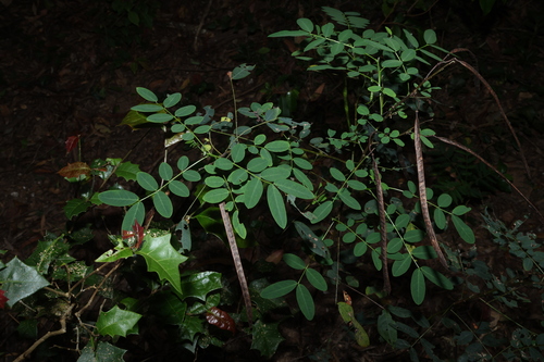 Senna acclinis, photograph 6
