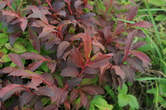 Vaccinium smallii