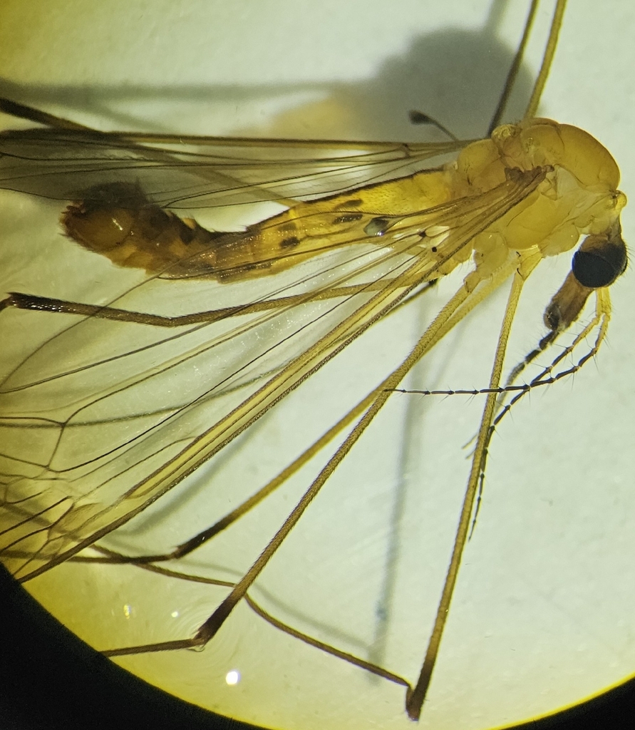 Tipula arnaudi