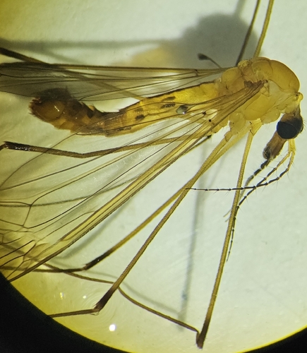 Tipula arnaudi