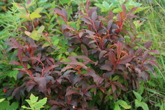 Vaccinium smallii