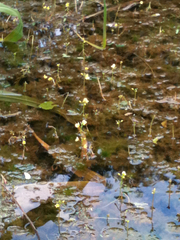 Utricularia aurea
