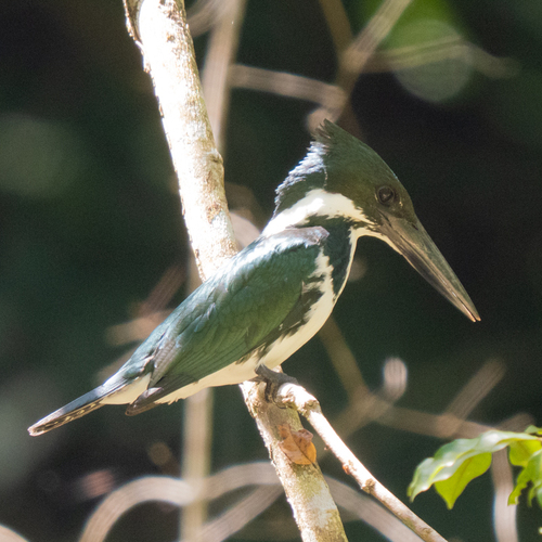Amazon Kingfisher
