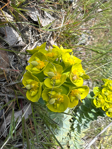 Myrtle Spurge (Euphorbia myrsinites)