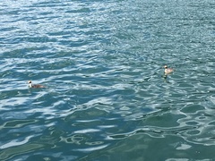 Podiceps cristatus
