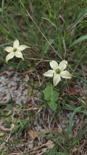 Jaborosa runcinata