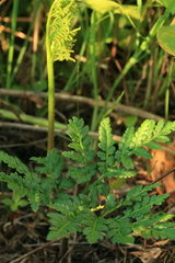 Sceptridium robustum