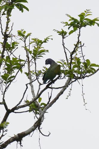 Blue-headed Parrot