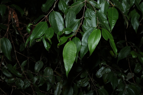 Rhodamnia acuminata, 2026-04-06
