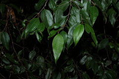 Rhodamnia acuminata, photograph (c) Greg Tasney, some rights reserved (CC BY-SA)
