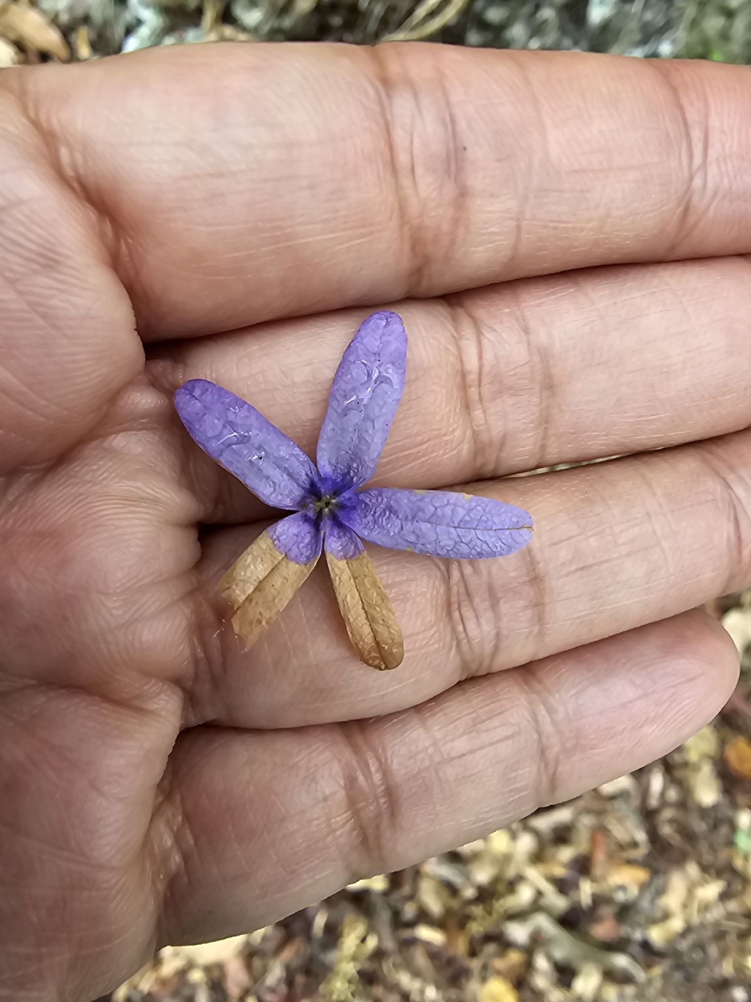 Queen's-Wreath (Petrea volubilis)