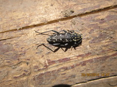 Xylotrechus rusticus