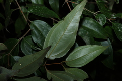 Rhodamnia acuminata, photograph (c) Greg Tasney, some rights reserved (CC BY-SA)