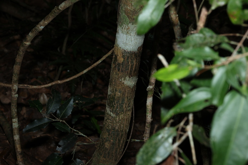 Rhodamnia acuminata, photograph 6