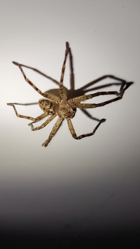 Polybetes rapidus