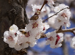 Prunus armeniaca