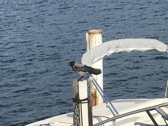 Corvus cornix