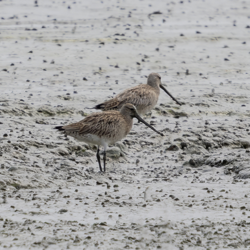 Asian Dowitcher (Limnodromus semipalmatus), photo 8