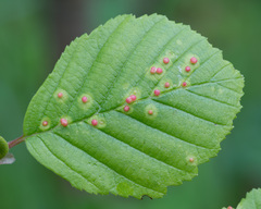 Eriophyes alniincanae