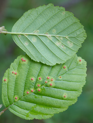 Eriophyes alniincanae