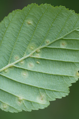 Eriophyes alniincanae
