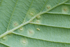 Eriophyes alniincanae
