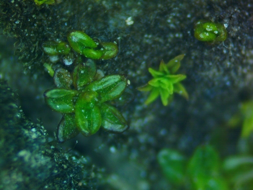 Aloina hamulus