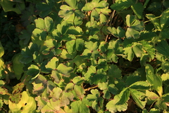 Aquilegia flabellata