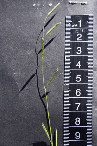 Pleuropogon californicus, 2026-04-03