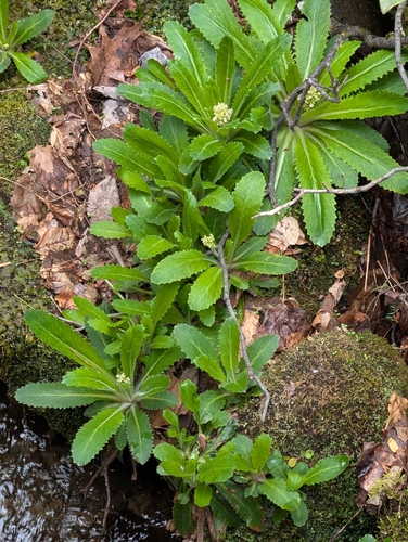 Lettuceleaf Saxifrage (Micranthes micranthidifolia)