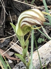 Pterostylis truncata
