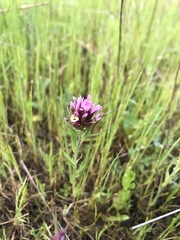 Castilleja densiflora gracilis