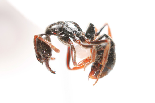 Mayaponera becculataMayaponera becculata