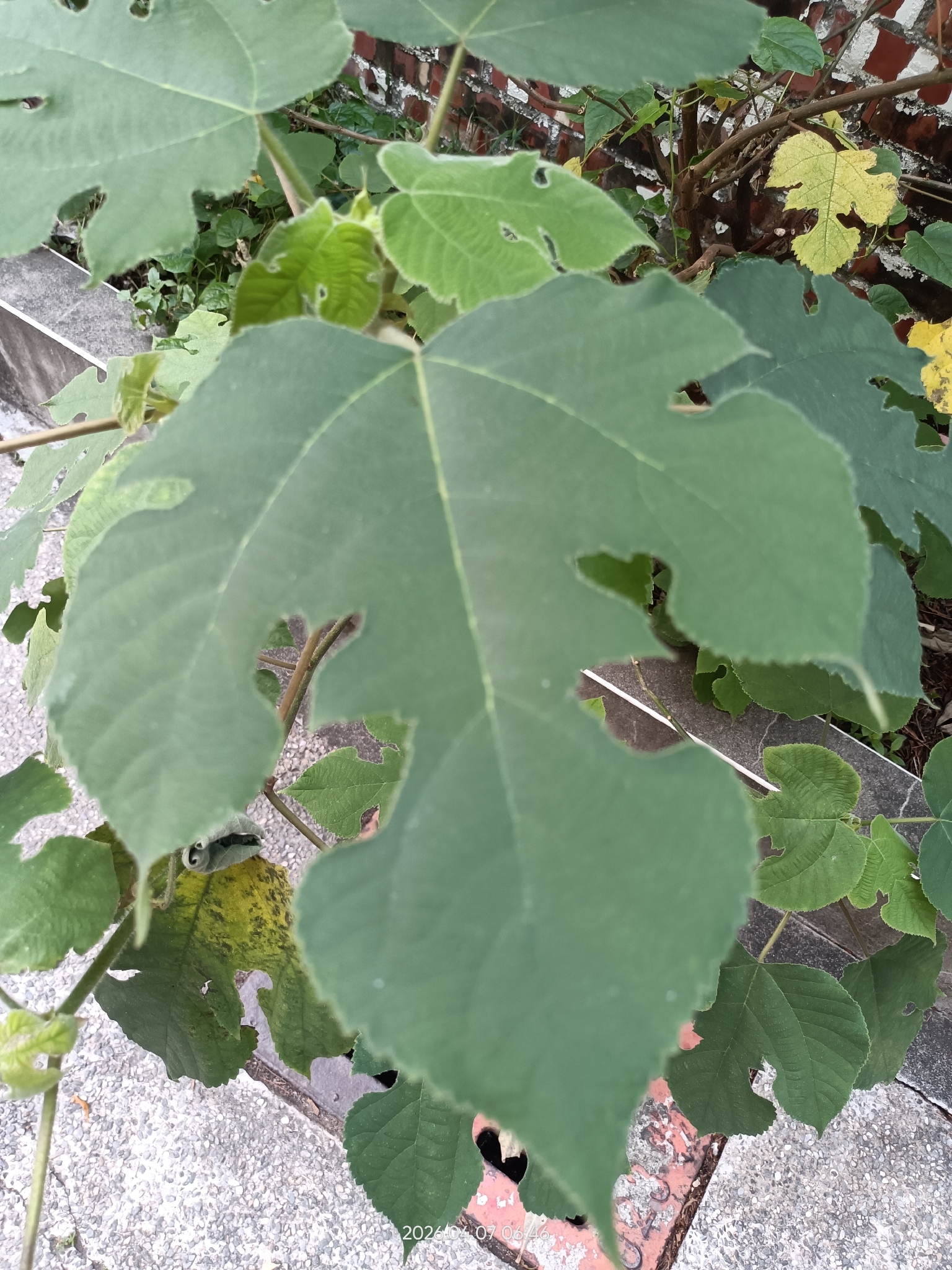 Paper Mulberry (Broussonetia papyrifera)