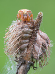 Araneus sturmi