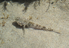 Favonigobius lateralis