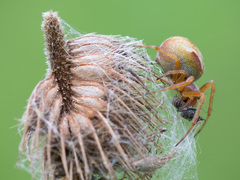 Araneus sturmi