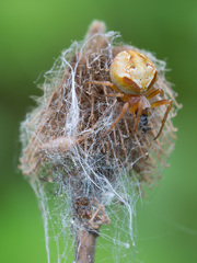 Araneus sturmi