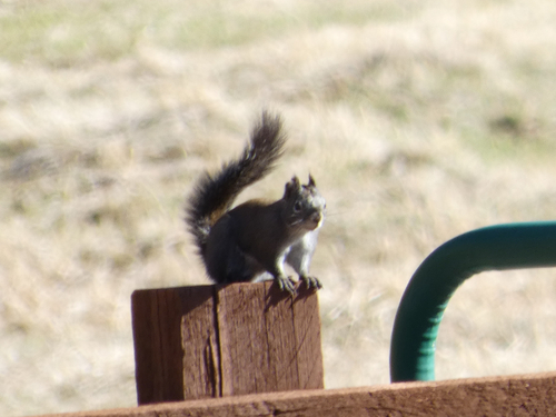 Fremont's Squirrel observed by christopherrustay