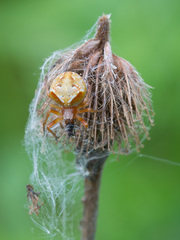 Araneus sturmi