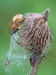 Araneus sturmi