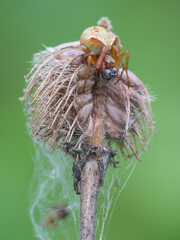 Araneus sturmi