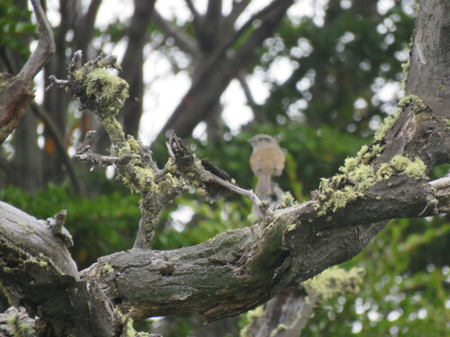 Patagonian Tyrant (Colorhamphus parvirostris), photo 6