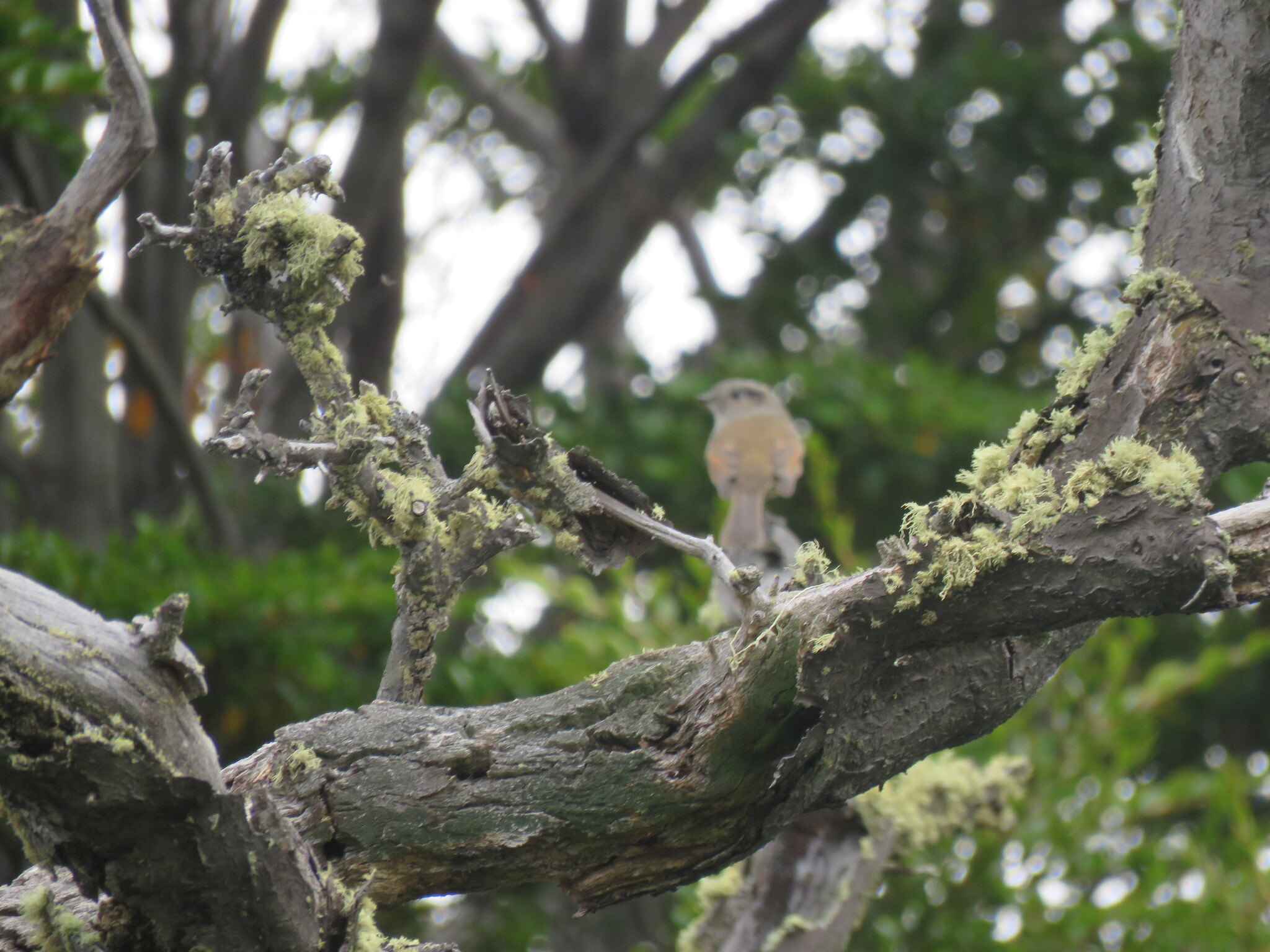 Patagonian Tyrant (Colorhamphus parvirostris), photo 6