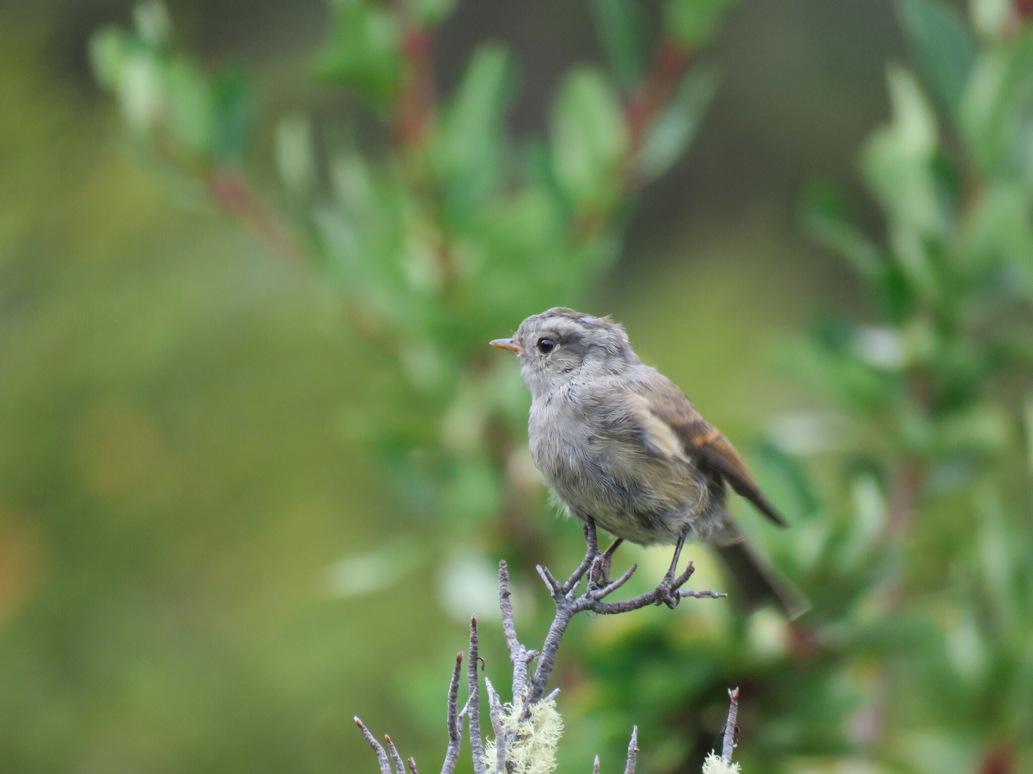 Patagonian Tyrant (Colorhamphus parvirostris), photo 7
