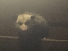 Didelphis virginiana