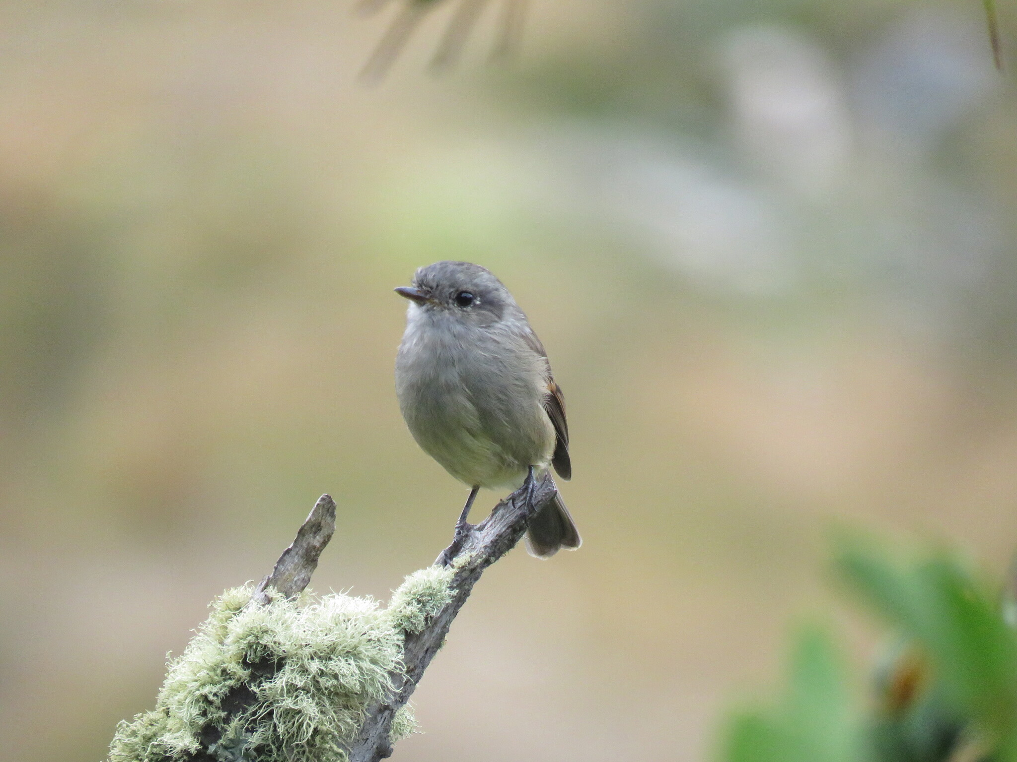 Patagonian Tyrant (Colorhamphus parvirostris), photo 4