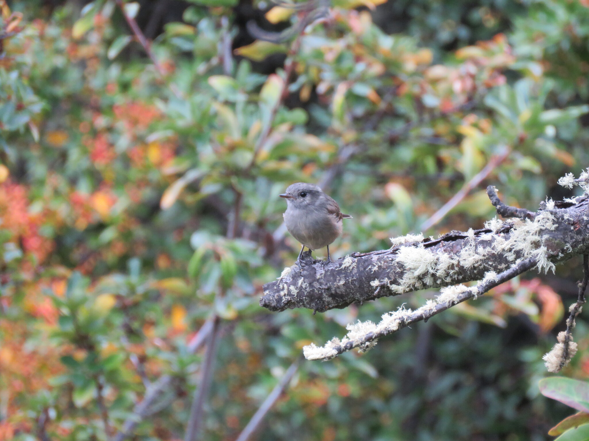 Patagonian Tyrant (Colorhamphus parvirostris), photo 3