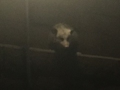 Didelphis virginiana